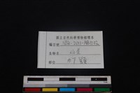 山羌骨藏品圖，第4張