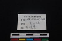 鹿科骨藏品圖，第3張