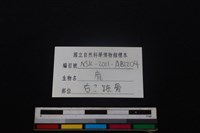 梅花鹿骨藏品圖，第3張