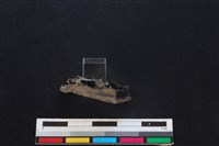 野兔骨藏品圖，第3張