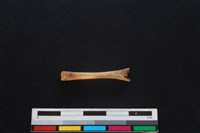 野兔骨藏品圖，第2張
