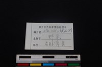 野兔骨藏品圖，第3張