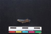 野兔骨藏品圖，第1張