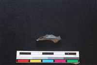 野兔骨藏品圖，第2張