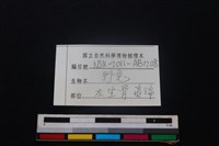 野兔骨藏品圖，第3張