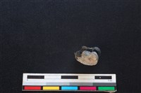 野兔骨藏品圖，第2張