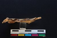 野兔骨藏品圖，第3張