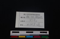 野兔骨藏品圖，第4張