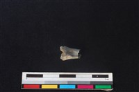 野兔骨藏品圖，第2張