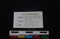 野兔骨藏品圖，第3張