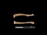 家鼠骨藏品圖，第1張