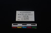 梅花鹿骨藏品圖，第3張