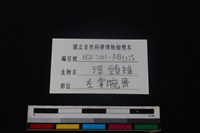 環頸雉骨藏品圖，第3張