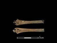 環頸雉骨藏品圖，第1張