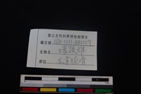 環頸雉骨藏品圖，第3張