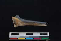 藍腹鷴骨藏品圖，第1張