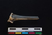 藍腹鷴骨藏品圖，第2張