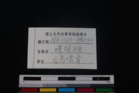 環頸雉骨藏品圖，第3張