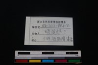 環頸雉骨藏品圖，第3張