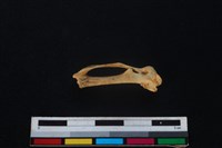 環頸雉骨藏品圖，第1張