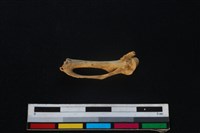 環頸雉骨藏品圖，第2張