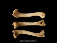 獐骨藏品圖，第1張