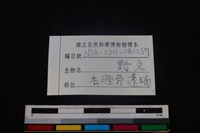 野兔骨藏品圖，第3張