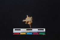 野兔骨藏品圖，第2張
