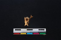 野兔骨藏品圖，第3張