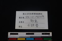 野兔骨藏品圖，第4張