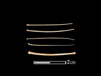 東亞家蝠骨藏品圖，第1張