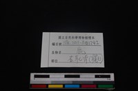梅花鹿骨藏品圖，第3張