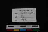 梅花鹿骨藏品圖，第3張