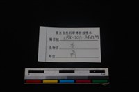 山羌骨藏品圖，第3張