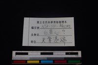 白鼻心骨藏品圖，第3張