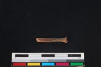 食肉目骨藏品圖，第1張