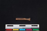 食肉目骨藏品圖，第2張