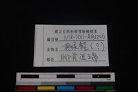 食肉目骨藏品圖，第3張