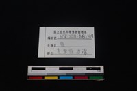 梅花鹿骨藏品圖，第3張