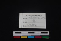 梅花鹿骨藏品圖，第4張