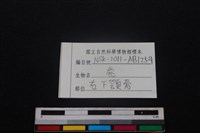 梅花鹿骨藏品圖，第3張