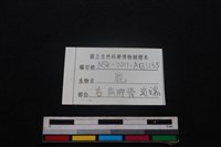 梅花鹿骨藏品圖，第3張