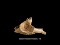 梅花鹿骨藏品圖，第2張