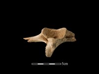 梅花鹿骨藏品圖，第1張