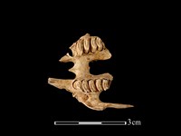 野兔骨藏品圖，第1張