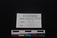 野兔骨藏品圖，第5張