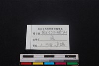 梅花鹿骨藏品圖，第3張