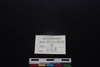 梅花鹿骨藏品圖，第3張