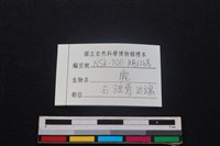 梅花鹿骨藏品圖，第3張