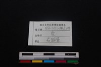 梅花鹿骨藏品圖，第3張